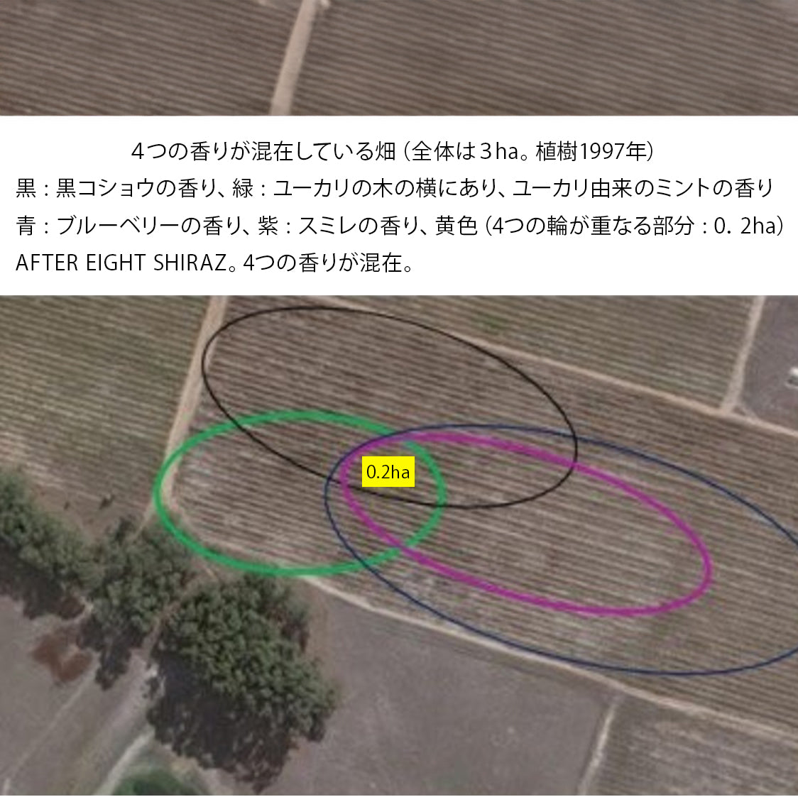 ステレンラスト・アーティソンズ・アフターエイト・シラーズ【赤】